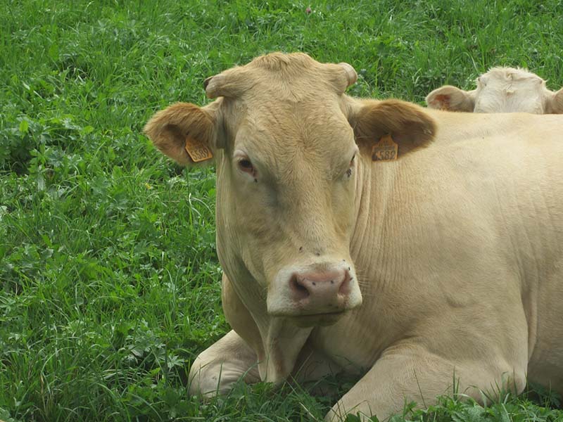 Vache d'élevage allongé dans un champs