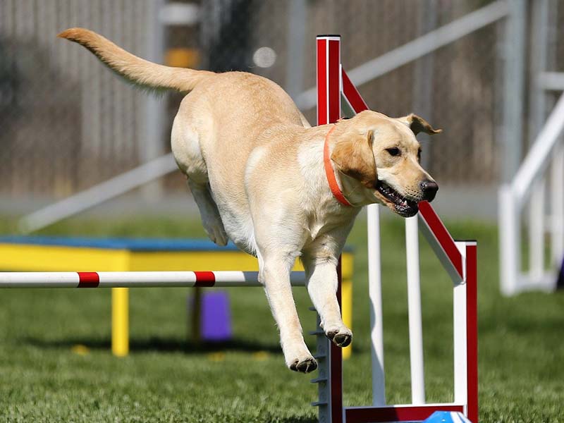 Chien de race Labrador en compétition de saut d'obstacles