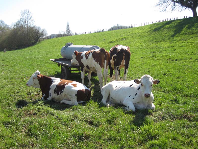 Vache d'élevage dans un champs avec une citerne